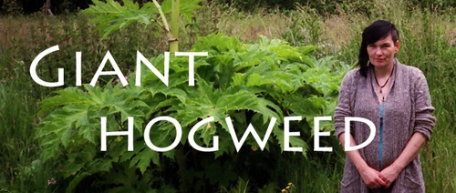 Giant Hogweed | Friend or Foe?