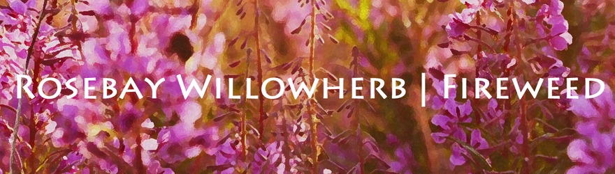 Rosebay Willowherb | Fireweed