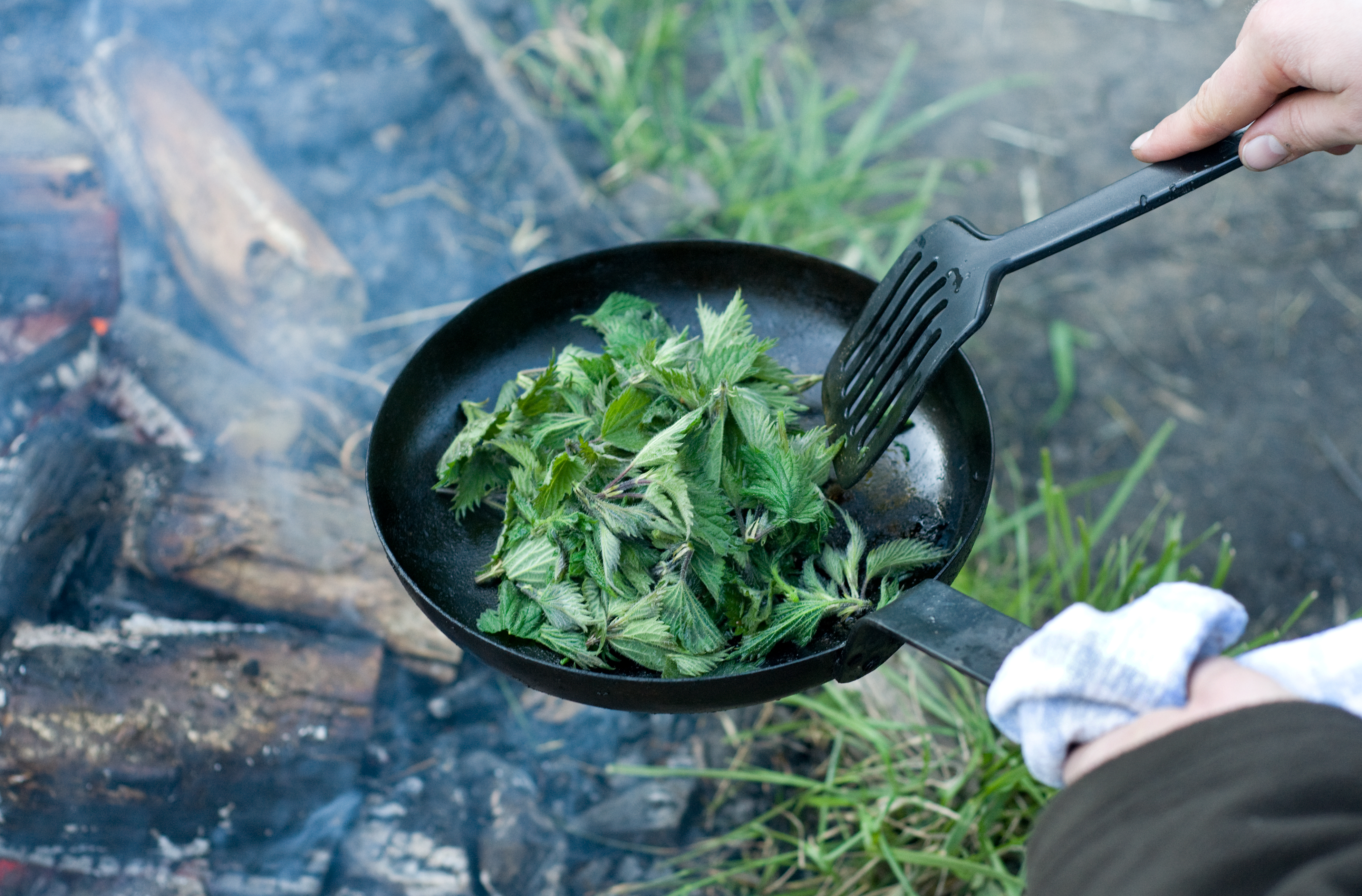 A Guide to Foraging Common Wild Foods