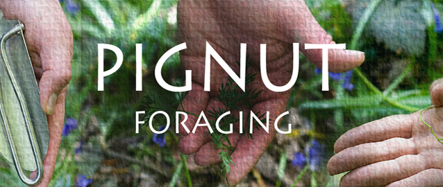 Foraging For The Pignut 