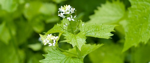 Jack By The Hedge (Alliaria petiolata) - Foraging