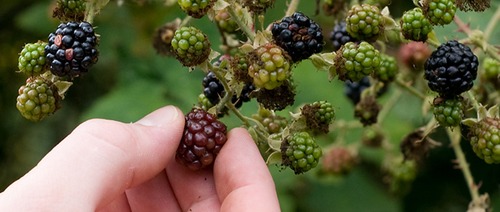 Making the Most of Wild Fruit