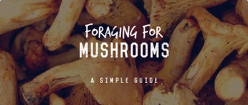 Foraging For Mushrooms | a Simple Guide