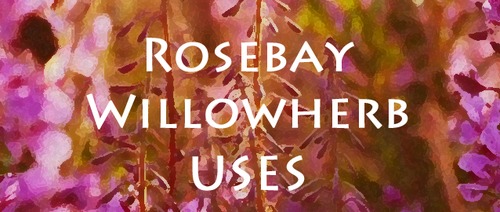 Rosebay Willowherb | Fireweed