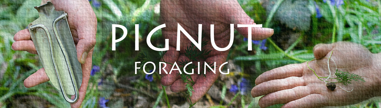Foraging For The Pignut 