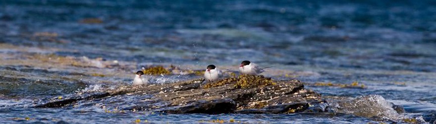 Bushcrafting on the Sea Shore  A Weekenders Guide