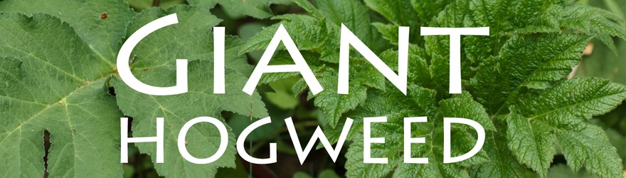 Giant Hogweed | Friend or Foe?