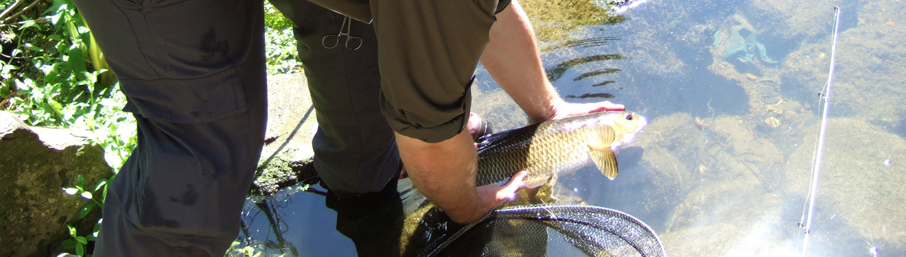 Fishing  The Bare Essentials