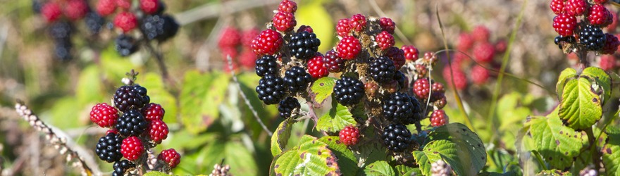Brambles and Their Hidden Uses 