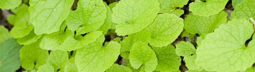 Jack By The Hedge (Alliaria petiolata) - Foraging