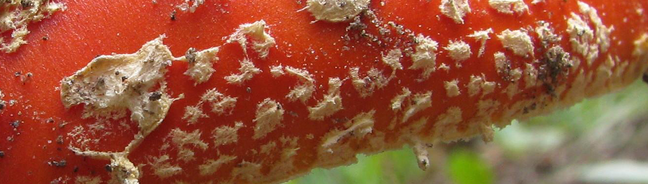 Poisonous British Fungi and Their Effects on Humans If Consumed