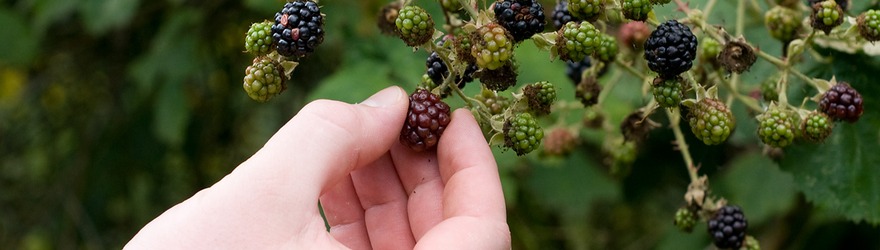 Making the Most of Wild Fruit