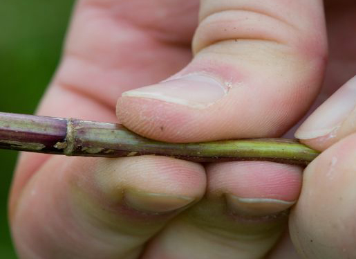 Crushing Nettle Stems