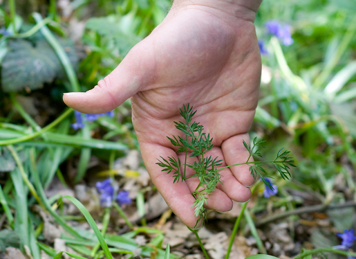 Pignut Leaves