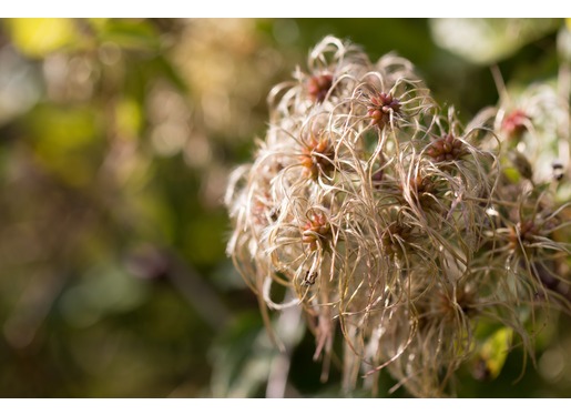 Clematis