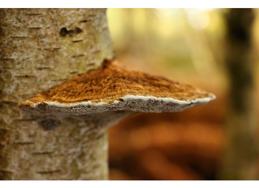 Bracket Fungus