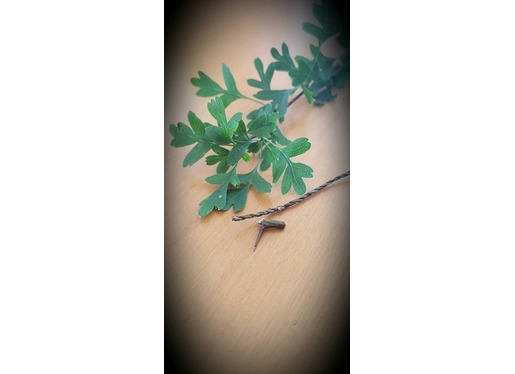 Hawthorn Fishing Hook