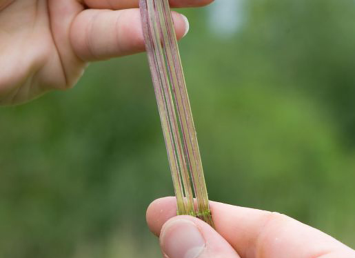 Outer Nettle Fibres