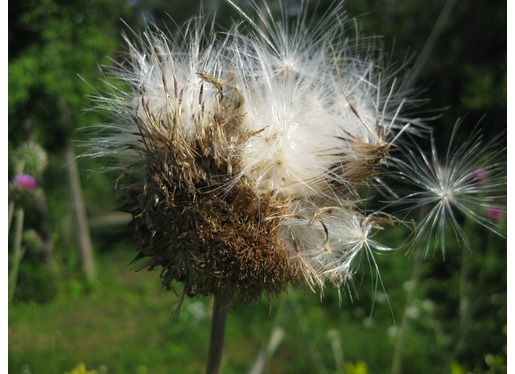 Thistle