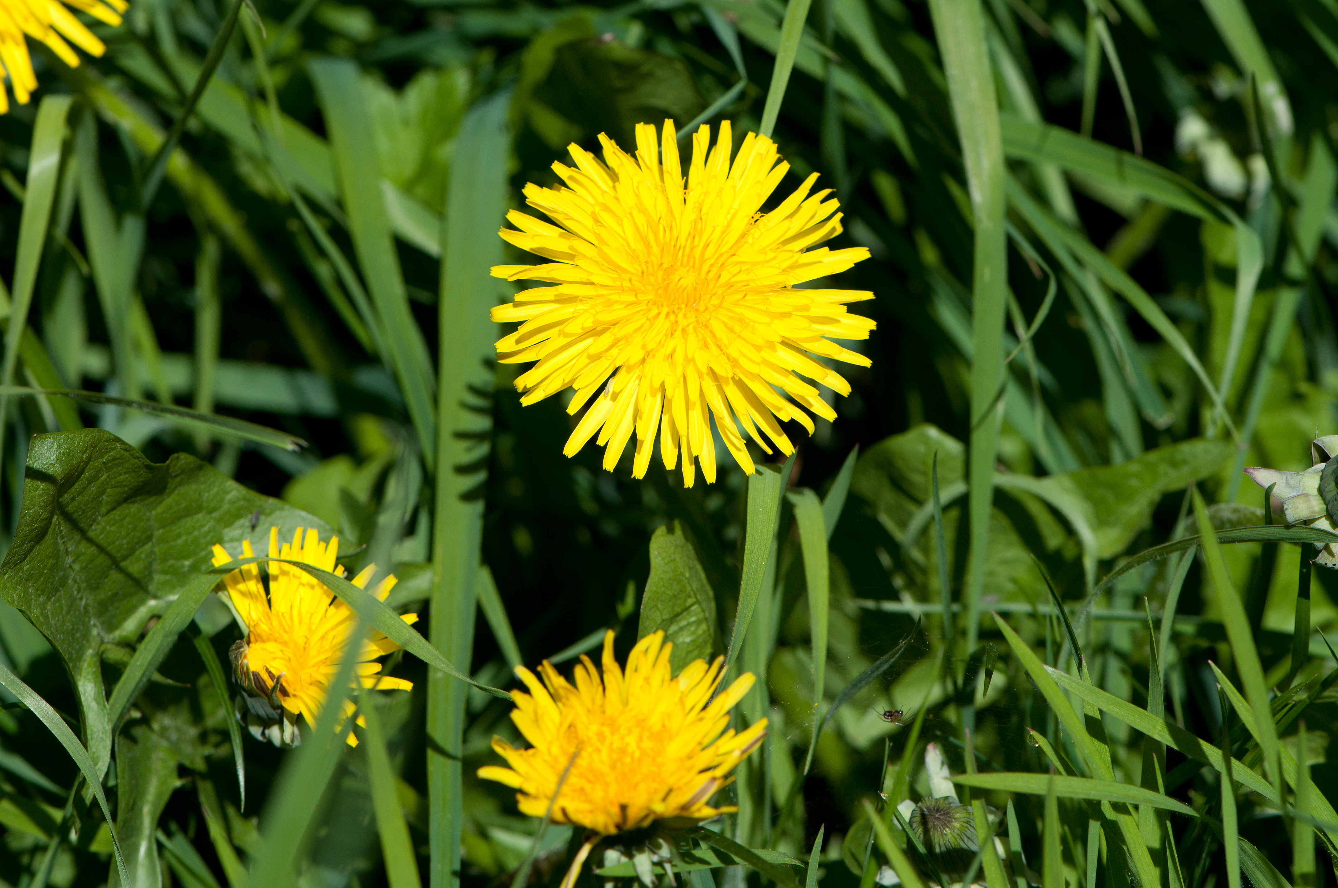 A Guide to Foraging Common Wild Foods