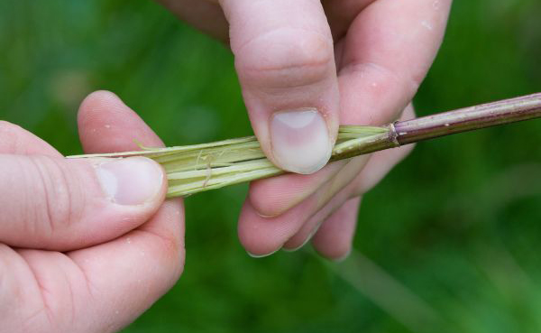 Nettle Stems