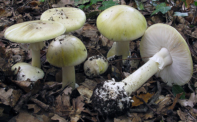 Death Cap