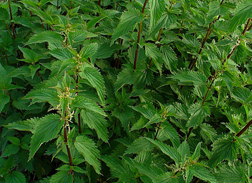 Old Stinging Nettles