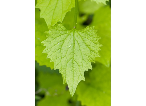 Hedge Garlic Leaves