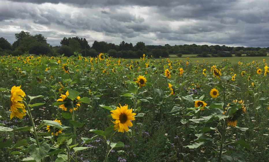 Sunflowers