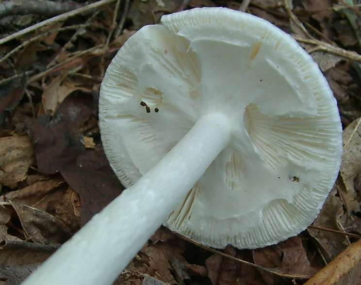 Destroying Angel