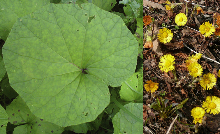 Coltsfoot