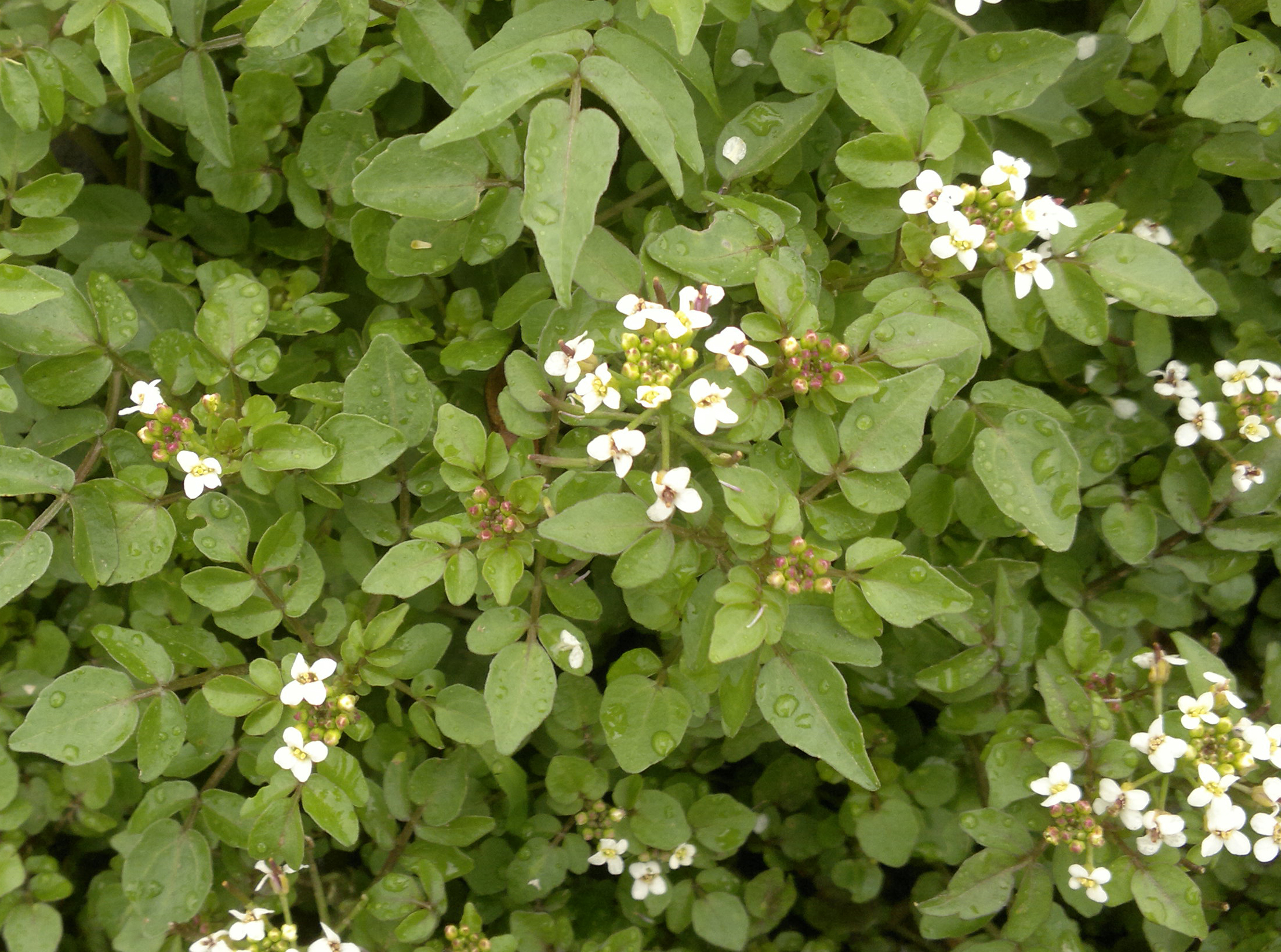 Watercress