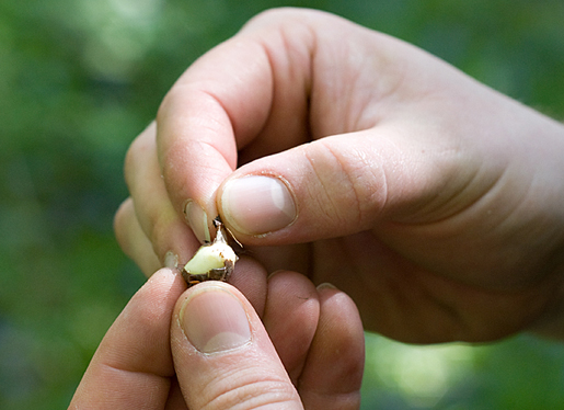 Peeling a Pignut