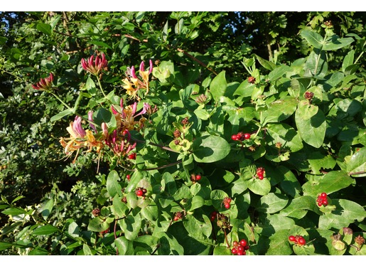 Honeysuckle