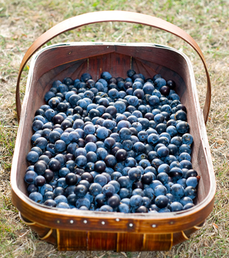 How to make Sloe Gin