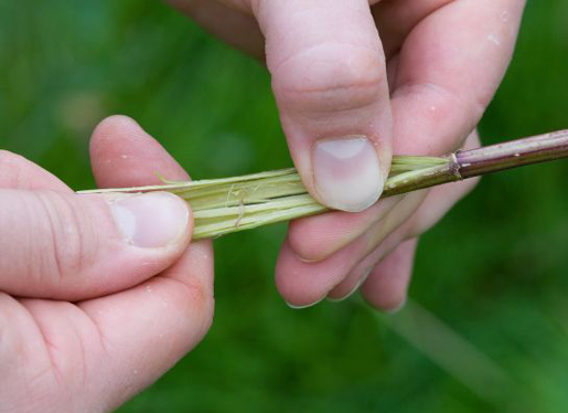 Removing Nettle Fibres