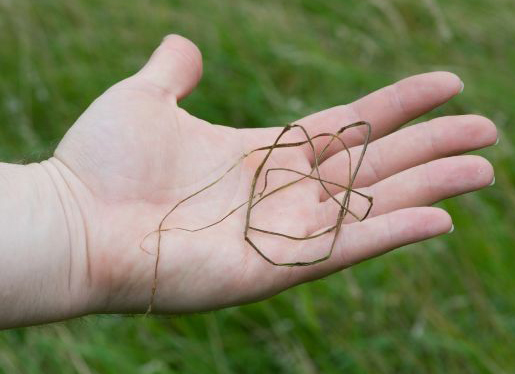 Dried Nettle Fibres