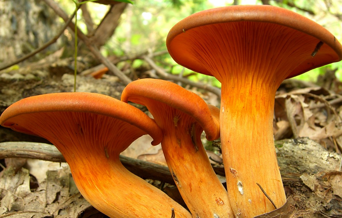 Types Of Wild Mushrooms Uk - All Mushroom Info