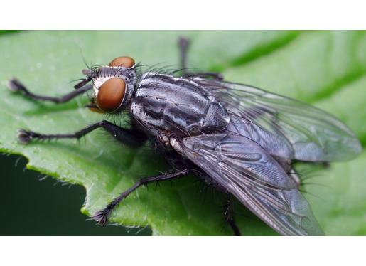 Flesh Fly