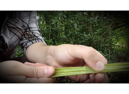 Nettle Pith