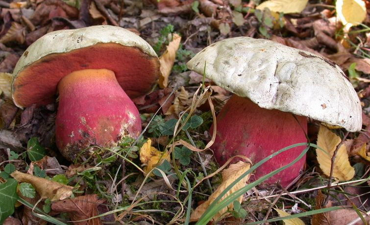 Devils Bolete