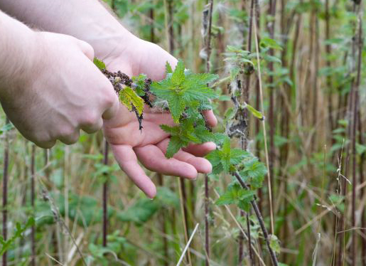 Grasp The Nettle To Remove Leaves