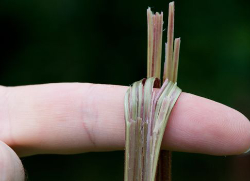 Nettle Core