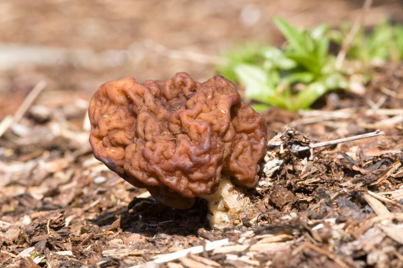 False Morel