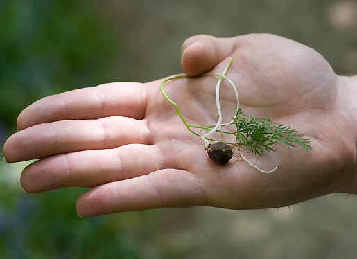 Pignut Tuber and Leaves