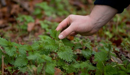 Picking Nettles