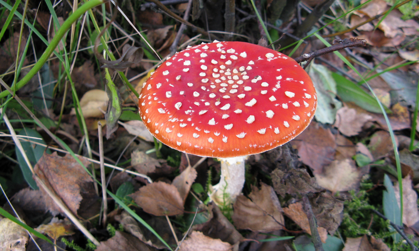 Fly Agaric