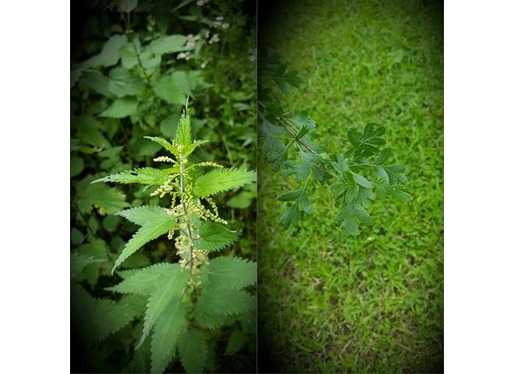 Nettles and Hawthorn