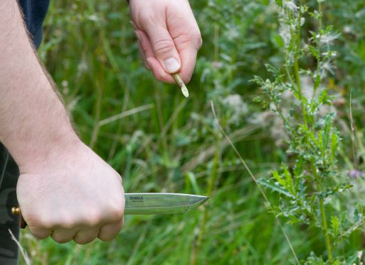 Cutting Stinging Nettle