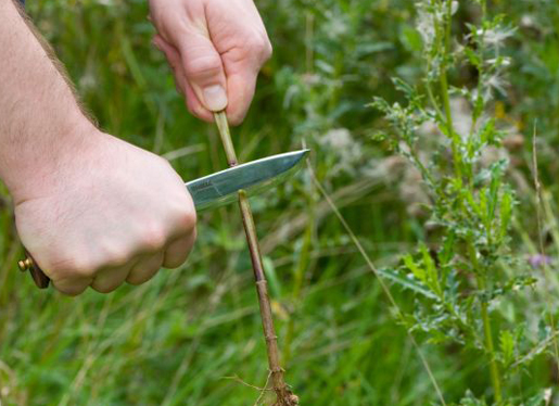Cutting Nettles with a Knife